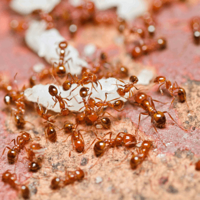 ANT CONTROL