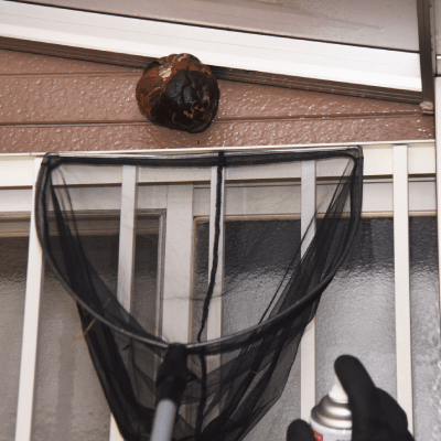 WASP REMOVAL